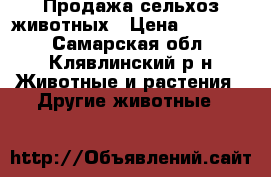 Продажа сельхоз животных › Цена ­ 25 000 - Самарская обл., Клявлинский р-н Животные и растения » Другие животные   